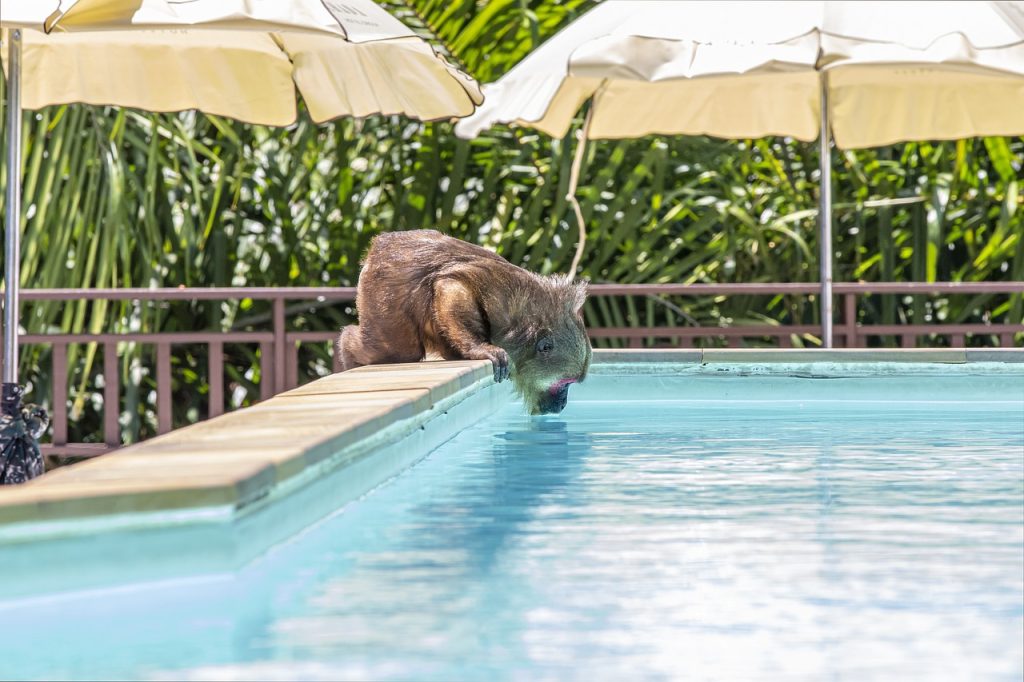 Pool Compliance Inspections Baranduda Victoria