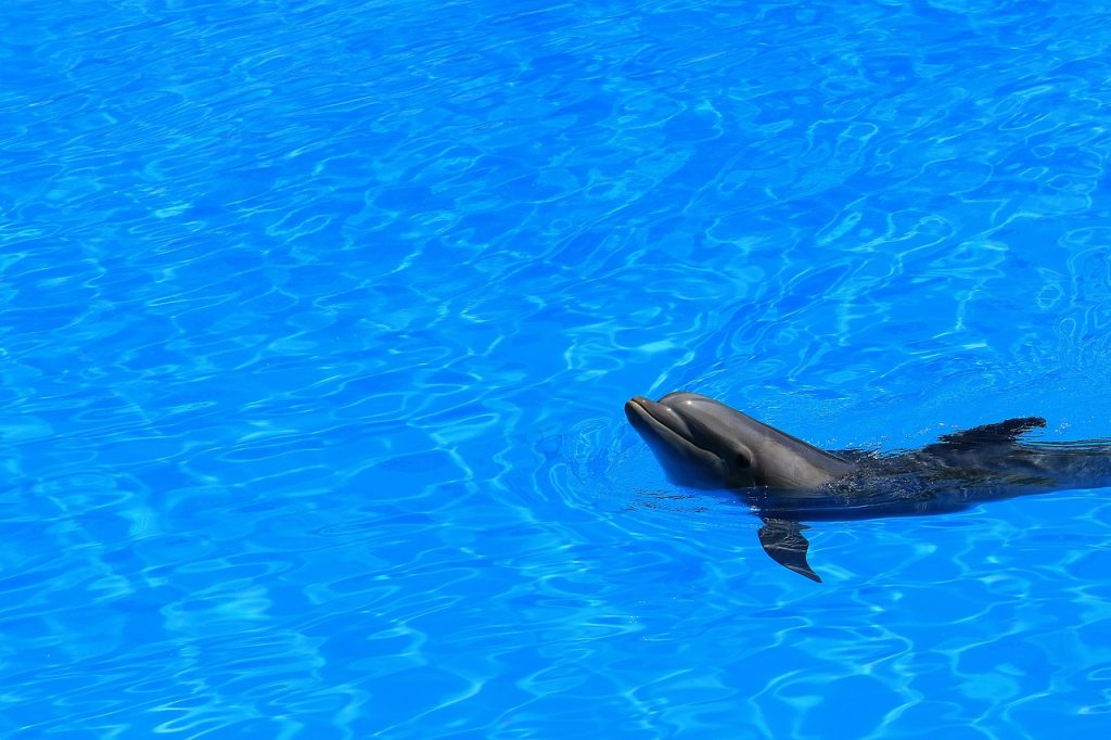 Pool Compliance Inspections Cape Woolamai Victoria