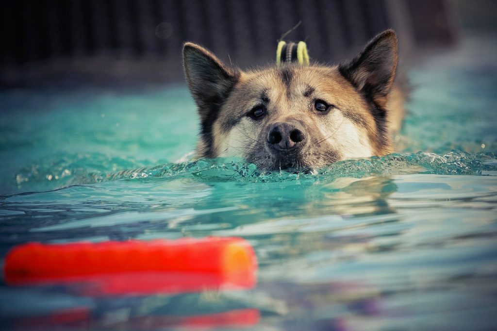 Pool Compliance Inspections Tallangatta Victoria