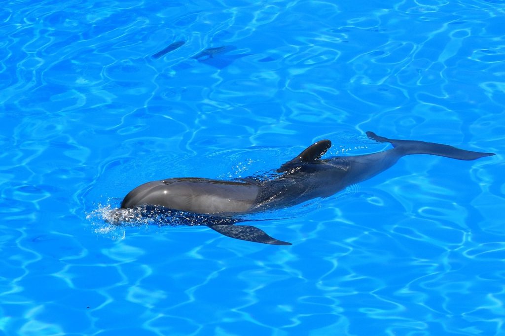 Pool Compliance Inspections Eurobin