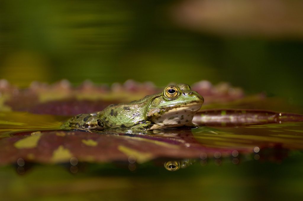 Pool Compliance Inspections Forest Hill