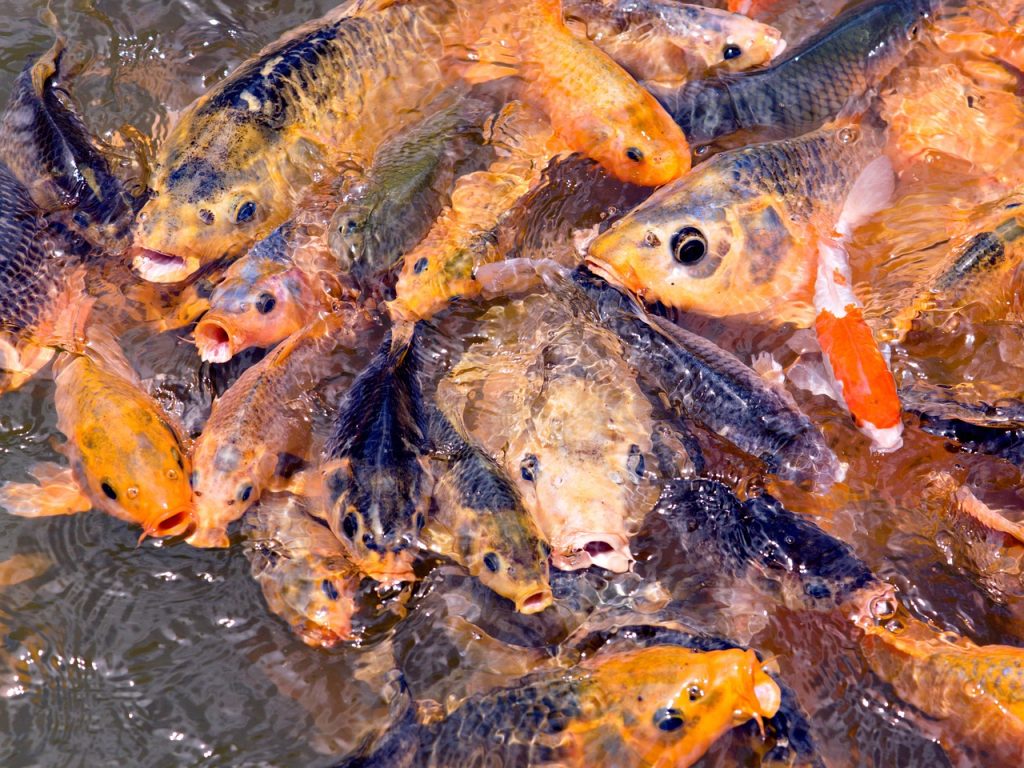 Pool Compliance Inspections Mount Martha