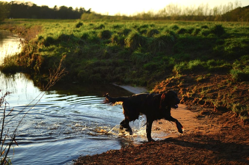 Pool Compliance Inspections Soldiers Hill
